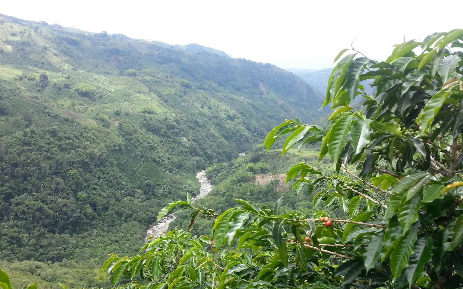 Finca de café du Huila